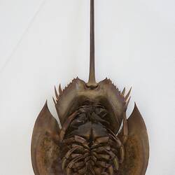 Family Limulidae, Horseshoe Crab. [J 76053]