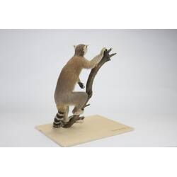 <em>Lemur catta</em>, Ring-tailed Lemur. [C 30344]