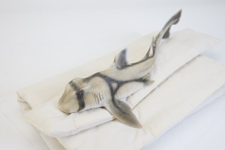 <em>Heterodontus portusjacksoni</em>, Port Jackson Shark, model. [A 19257]