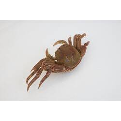 <em>Plagusia chabrus</em>, Red Rock Crab. [J 44703.5]