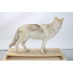 <em>Canis lupus occidentalis</em>, Mackenzie Valley Wolf. [C 23546]