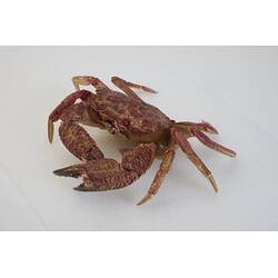Our Wondrous Planet, Reef: Dry Specimen - Velvet Crab, <em>Nectocarcinus tuberculosus</em> Milne Edwards, 1860