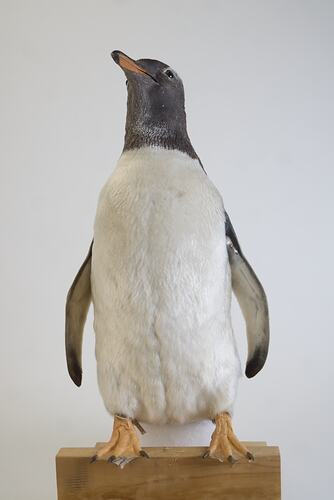 <em>Pygoscelis papua papua</em>, Gentoo Penguin. [B 21020]