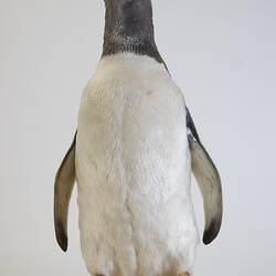 <em>Pygoscelis papua papua</em>, Gentoo Penguin. [B 21020]