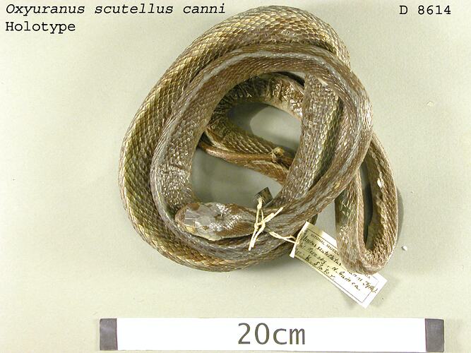 Curled up snake specimen beside scale bar, dorsal view.