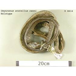 Curled up snake specimen beside scale bar, dorsal view.