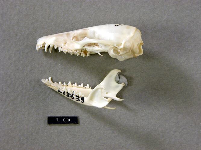 Lateral view of antechinus skull beside scale bar.