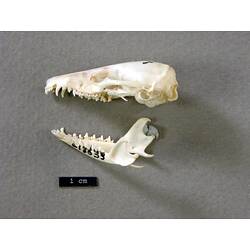 Lateral view of antechinus skull beside scale bar.