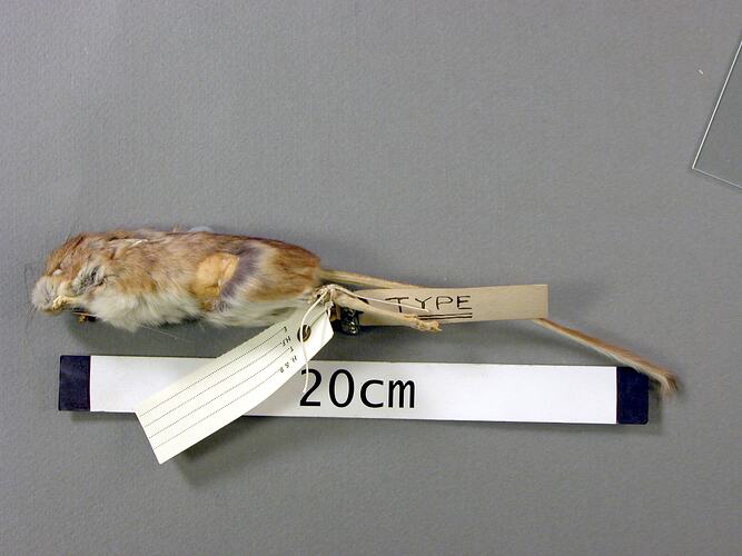 lateral view of mouse study skin with specimen labels.