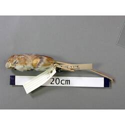 lateral view of mouse study skin with specimen labels.