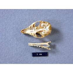 Dunnart skull and lower jaw, ventral views.