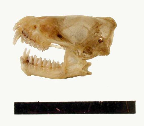 Lateral view of bat skull with scale bar.