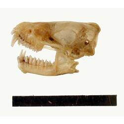 Lateral view of bat skull with scale bar.