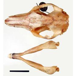 Kangaroo skull and lower jaw, external surfaces visible.