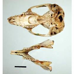 Possum lower jaw beside skull, orientated with teeth visible.