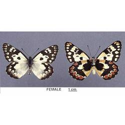 Two pinned butterfly images beside each other, wings spread, one in ventral, one in dorsal view.