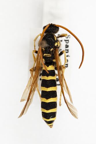 Family Ichneumonidae, ichneumon wasp. [HYM 99049]