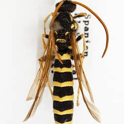 Our Wondrous Planet, Our Wild Family: Dry Specimen - Ichneumon wasp, Ichneumonidae
