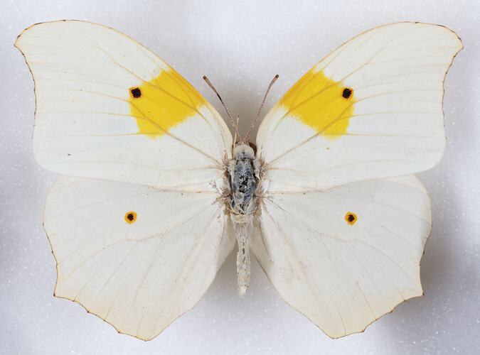 <em>Anteos clorinde</em>, White Angled Sulphur. [LEP 41941]