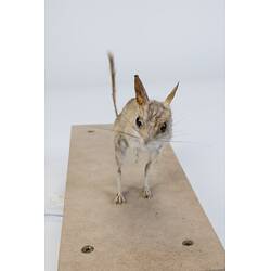 <em>Notomys cervinus</em>, Fawn Hopping Mouse. [C 7869]