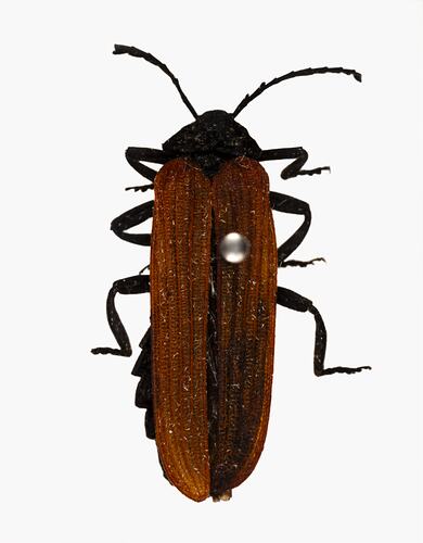<em>Porrostoma</em> sp., lycid beetle. [COL 143680]