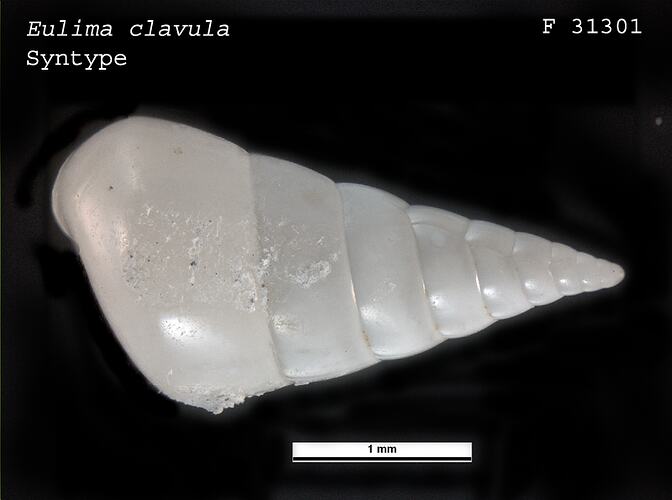 Dorsal view of shiny white snail shell.