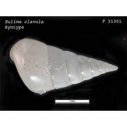 Dorsal view of shiny white snail shell.