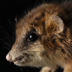<em>Dromiciops gliroides</em>, Monito Del Monte. [C 42188]