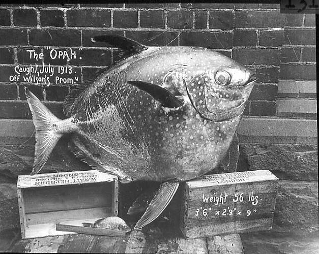 Lantern Slide