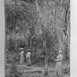 Photograph - Camp Snap, by A.J. Campbell, Lower Ferntree Gully, Victoria, 1904