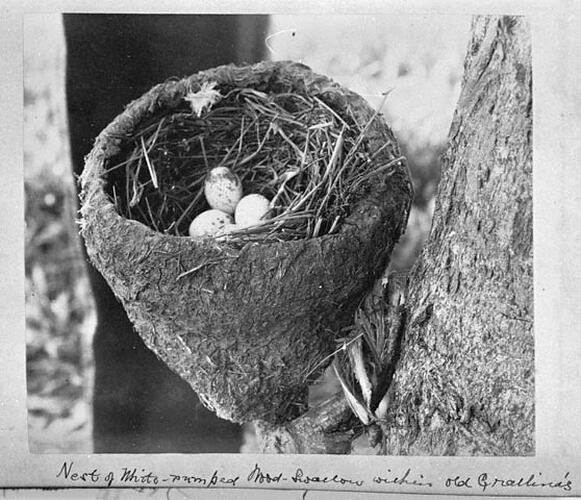 Nest of White-rumped Wood Swallow within old Grallina's (nest?)