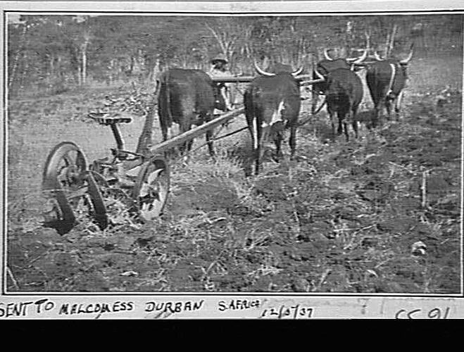 DISC PLOUGHS: SENT TO MALCONESS, DURBAN, 12/5/37