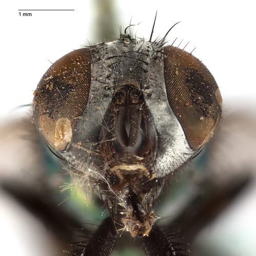 Head front view of pinned blowlfy specimen.