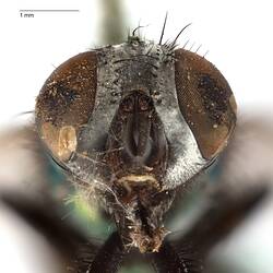 Head front view of pinned blowlfy specimen.