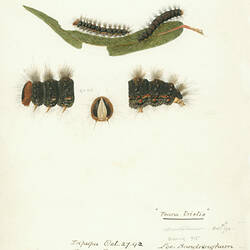 Scientific illustration of caterpillar