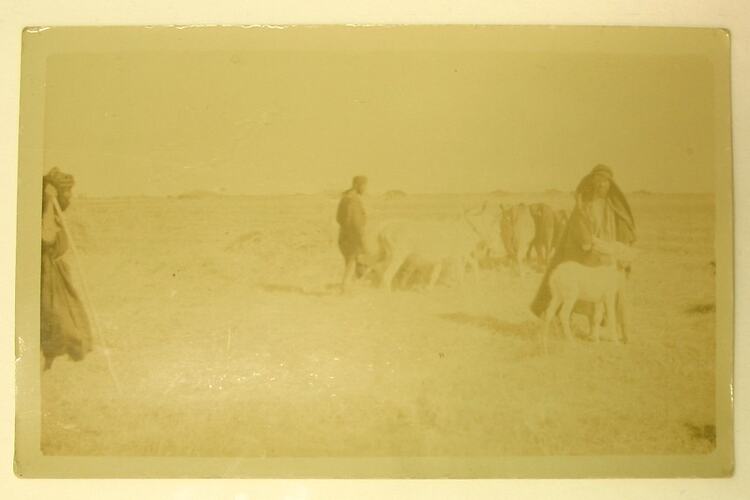 Workers threshing corn with bullocks and donkey.