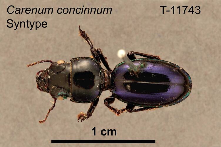Beetle specimen, dorsal view.