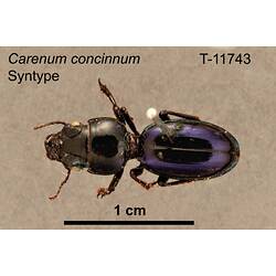 Beetle specimen, dorsal view.