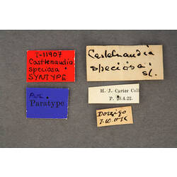 Entomology type specimen labels.