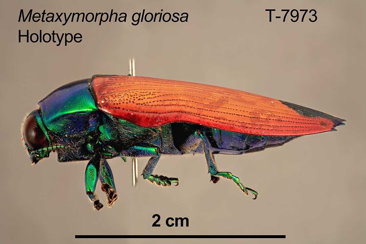 Jewel beetle specimen, lateral view.