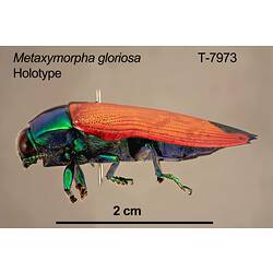 Jewel beetle specimen, lateral view.