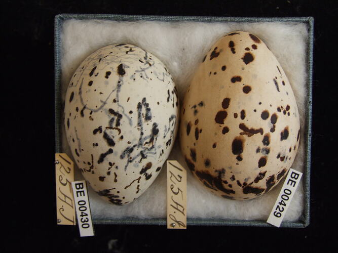 Two bird eggs with specimen labels in box.
