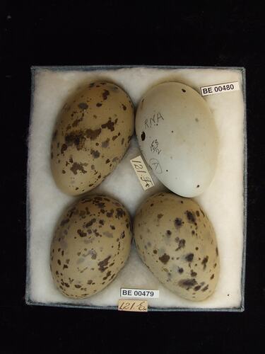 Four bird eggs with specimen labels in box.