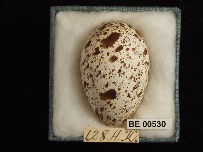 Bird egg with specimen labels in box.