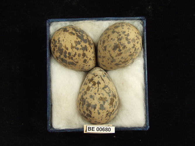 Three bird eggs with specimen labels in box.