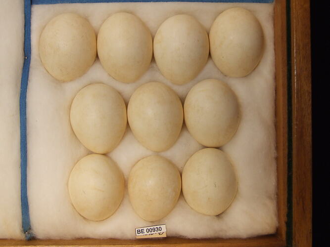 Close up of ten bird eggs in drawer.