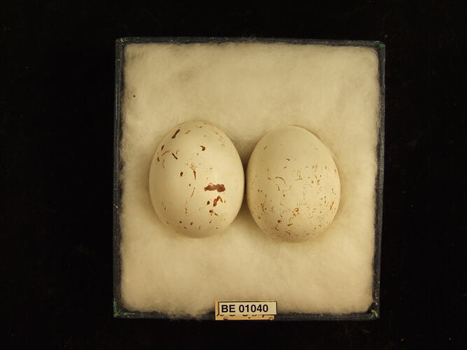 Two bird eggs and specimen label in box.