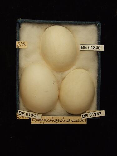 Three bird eggs with specimen labels in box.