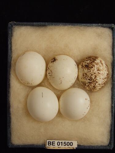 Five bird eggs with specimen labels in box.