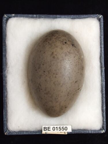 Bird egg with specimen labels in box.